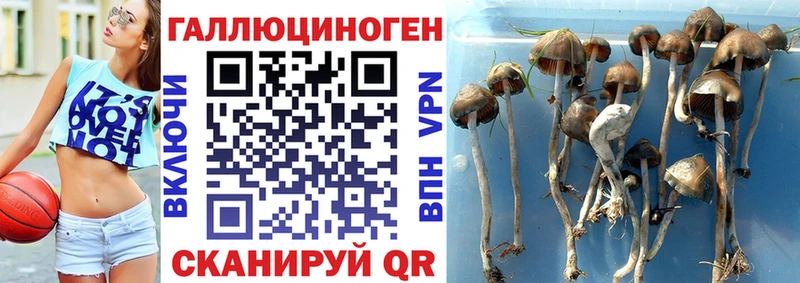 Псилоцибиновые грибы Psilocybine cubensis  гидра ONION  Бабушкин 